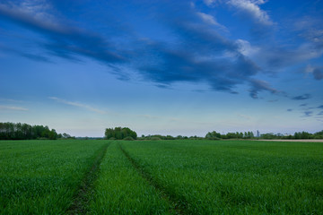 Wheel tracks in a green field, horizon and clouds on a blue sky