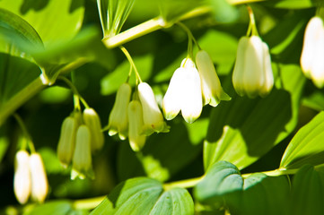 Obraz premium Closeup of green plant of Polygonatum multiflorum