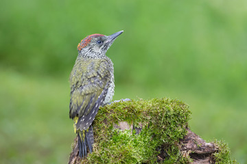The wonderful European green woodpecker (Picus virdis)