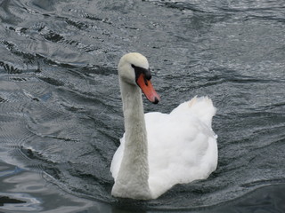 Bird Swan on the Water
