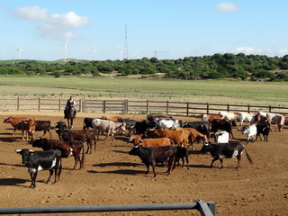 Taureaux en Andalousie