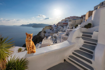 Ginger cat relaxing on the stairwell during sunset, Santorini, Greece