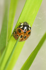 Ladybug on the plant flower.