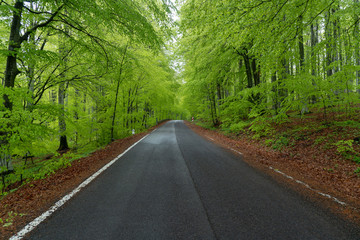 Empty road in a green spring forest. Asphalt countryside road of a mountain forest.  Mountain Road On Season. Early spring in the countryside. 