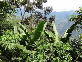 Foug&egrave;res aux Philippines