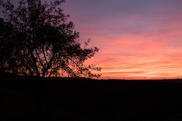 Beautiful sunrise over green field and single tree in a summer morning