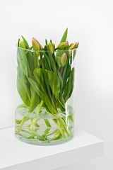Fresh tulips in glass vase on white background