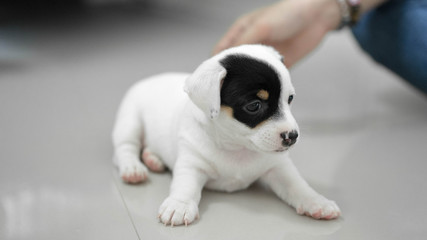 jack russell Terrier Puppy, cute puppy, jack russell cute dog