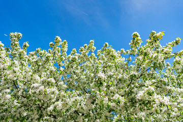Springtime White Flowering Tree and Blue Sky