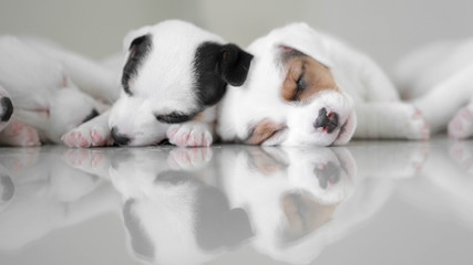 Jack Russell Terrier puppies, Cute puppies, Sleepy Dog , Jack Russell Sleeping reflection