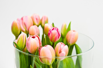 Fresh tulips in glass vase on white background