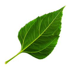 Obraz premium one green leaf of Jerusalem-artichoke isolated on a white background, the bottom side of the leaf