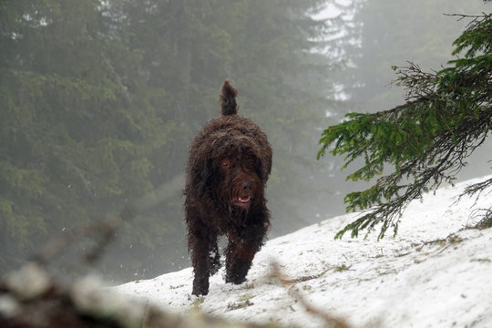 ein jagdhund l&auml;uft durch den wald im schnee