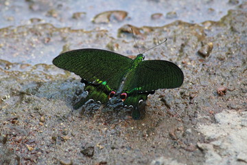 Butterfly on the clay
