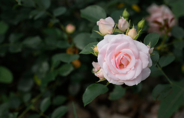 Rosa - Julia Renaissance in the garden
