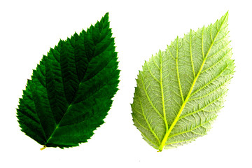 two green raspberry leaf isolated on white background, top and bottom side of leaf