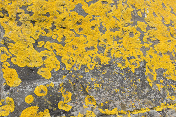 Yellow moss on a stone