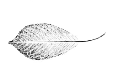 Black and white ink stamp of a leaf with organic texture. Isolated detailed realistic leaf from tree or plant. © CaptureAndCompose