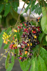 The Ripe fruit of Lepisanthes rubiginosa are full.The scientific name is Lepisanthes rubiginosa (Roxb.) Leenh