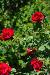 Close-up of a Beautiful Red Rose, Nature