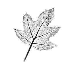 Black and white ink stamp of a leaf with organic texture. Isolated detailed realistic leaf from tree or plant. © CaptureAndCompose