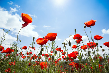 the poppies field