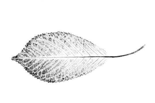 Black and white ink stamp of a leaf with organic texture. Isolated detailed realistic leaf from tree or plant.