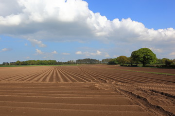 Patterns and textures of potato fields in springtime
