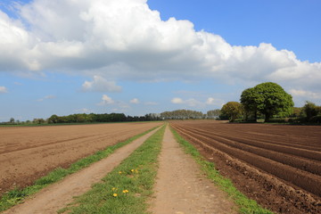 Farm track with potato fields in springtime