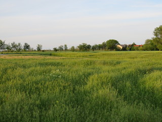 Getreidefeld mit Dorf im Hintergrund