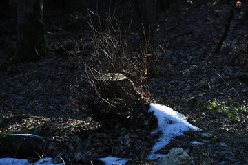 Sol de primptemps 03