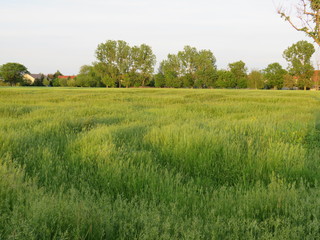 Feld mit Bäumen im Hintergrund