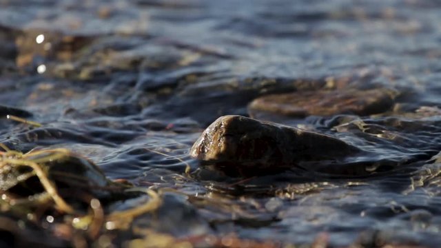Close Up Of Calm Lake Waves Washing Over Sticks Stones In Shallow Water Near Shore