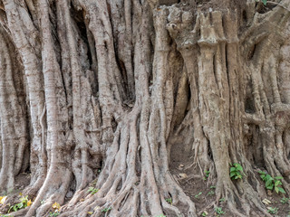 Riesieger Baum