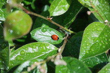 ladybug on a green leaf