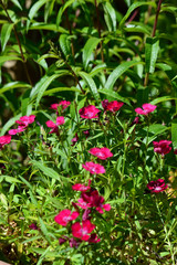 Dianthus Barbatus Close-up, Garofano dei Poeti, Carnation Flower