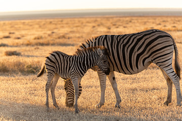 Fototapeta na wymiar Cebra con su cría en el parque nacional de Ethosa en Namibia, África.
