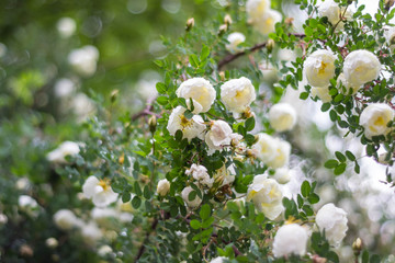bush of white roses