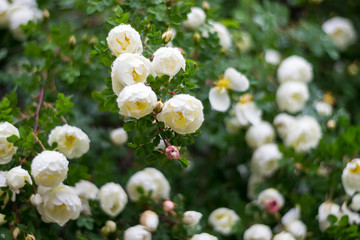 bush of white roses