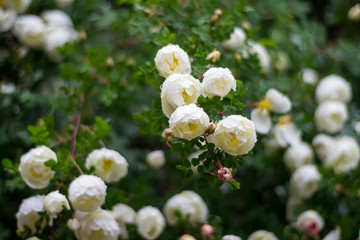 bush of white roses