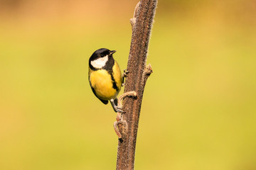 cinciallegra (Parus major) sull'albero