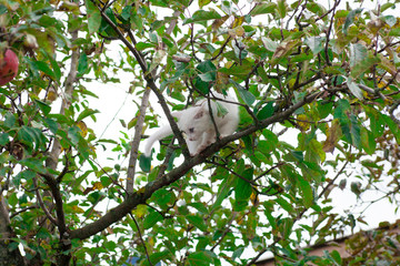 small cat on tree closeup