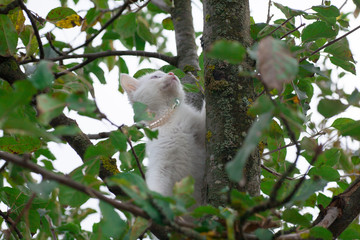 small cat on tree closeup