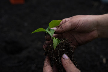 Planting a garden with bare hands