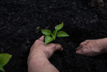 Planting a garden with bare hands