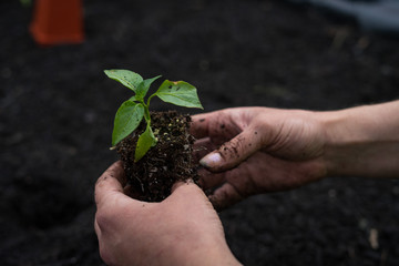 Planting a garden with bare hands