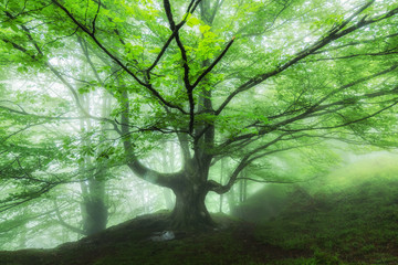 beautiful bench inside a misty forest