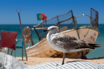 Möwe mit Fischerboot im Hintergrund 