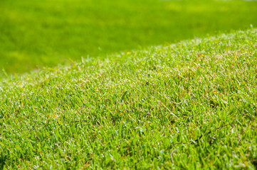 bright green grass on a lawn in the summer. The sun is shining. Short-cut grass