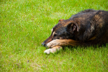 Fototapeta premium sad old dog is lying on the bright green grass. On the lawn in the summer.